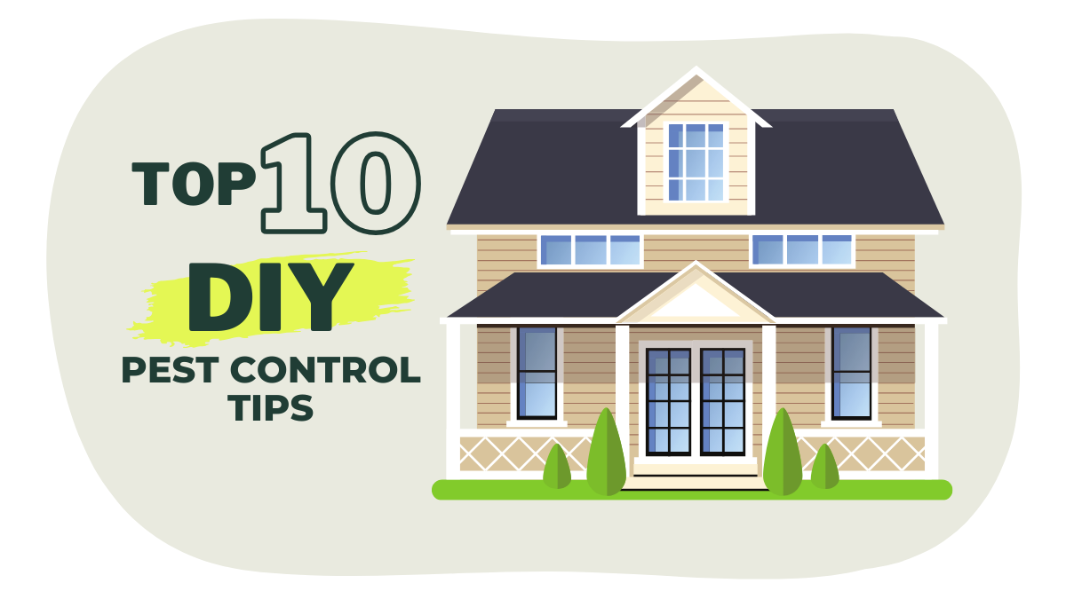 Top 10 DIY Pest Control Tips for a Bug-Free Home | Trumbug